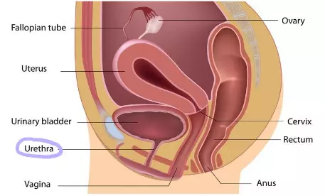 Diagram of the female urinary and reproductive anatomy with the urethra highlighted