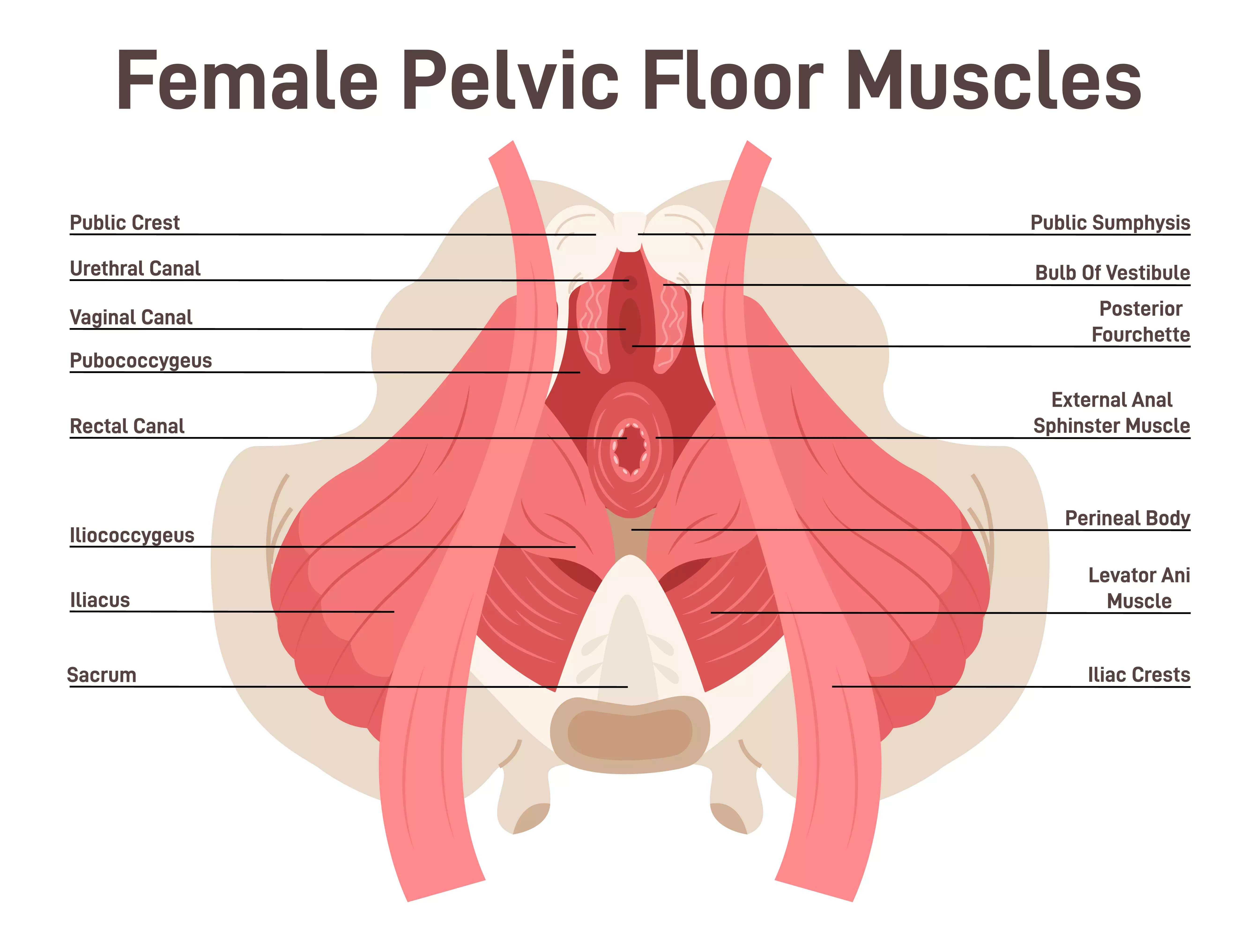 Female Pelvic Floor Muscles