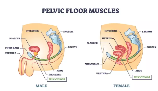 Pelvic Floor Muscles